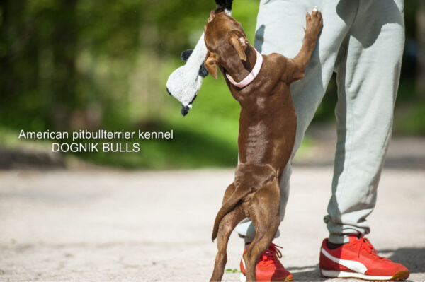 American pitbull terrier kennel Dognik Bulls