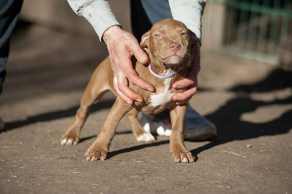 american pitbullterrier kennel