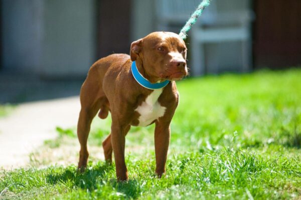 American pitbull terrier Maximus No Regrets