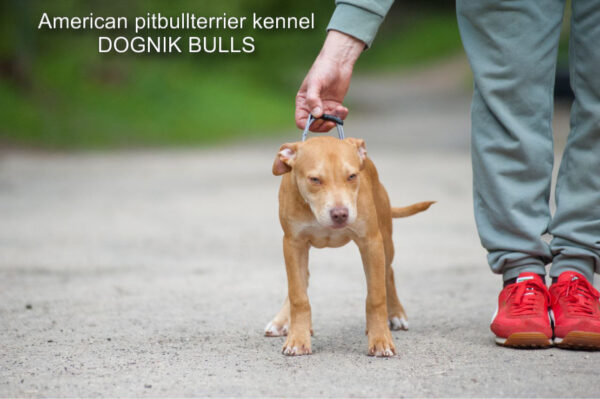 Red rednose american pitbullterrier