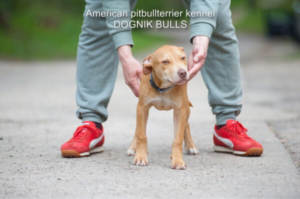 Red rednose american pitbullterrier