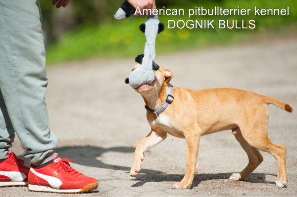 American pitbullterrier