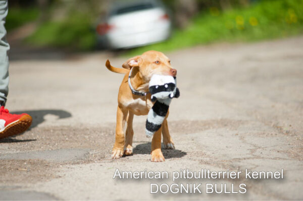 Rednose american pitbull terrier puppy