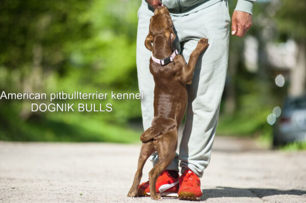 Dark chocolate pitbull terrier kennel