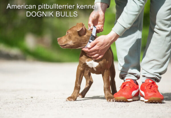 American pitbullterrier puppy for sale