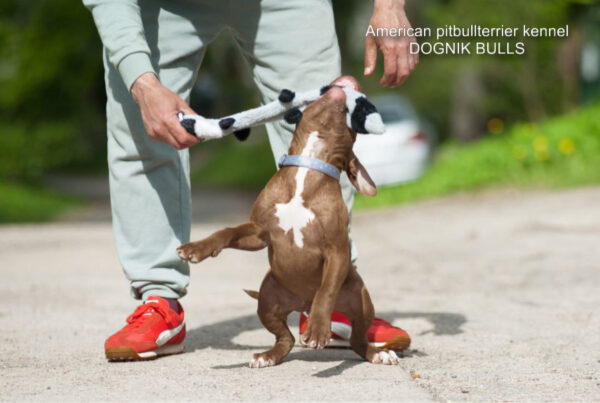 American pitbullterrier