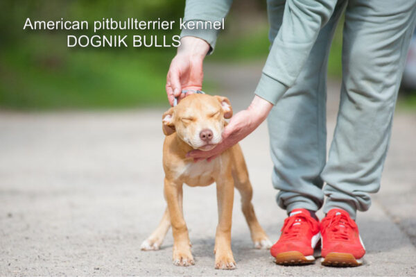 Red rednose american pitbullterrier