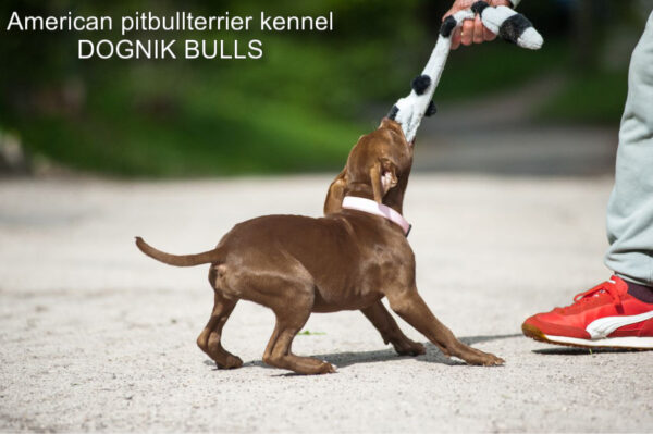 Pitbull terrier Dognik Bulls Brown Sugar