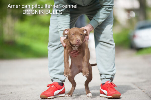 American pitbullterrier