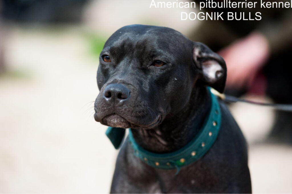 Black american pitbull terrier