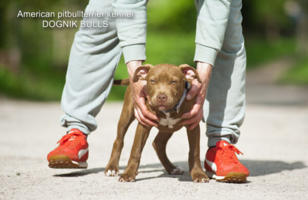 American pitbullterrier puppy for sale
