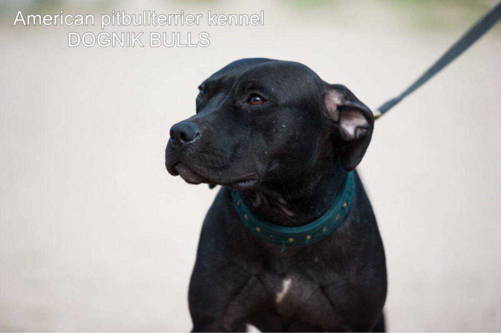 Black american pitbull terrier