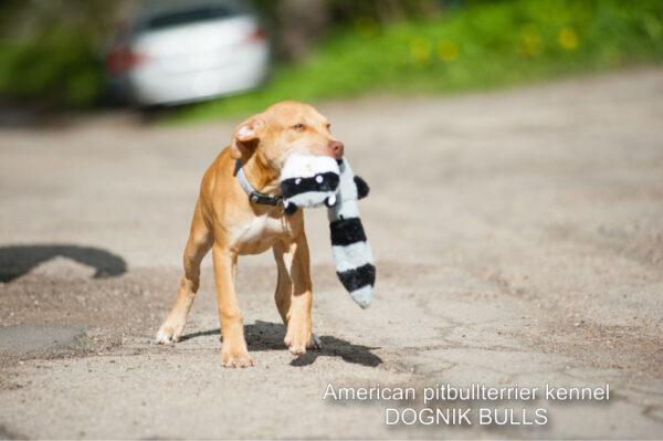 American pitbullterrier