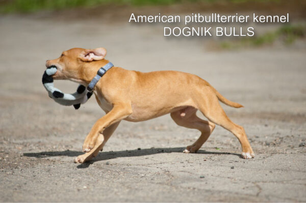 Rednose american pitbull terrier puppy