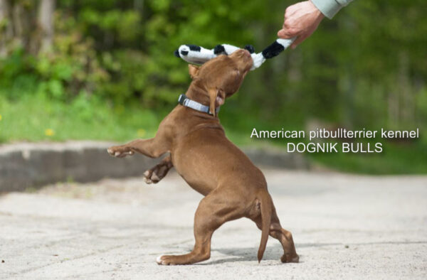 Pitbull terrier puppy Dognik Bulls Tiga