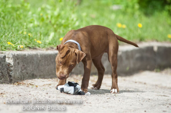 American pitbullterrier puppy for sale