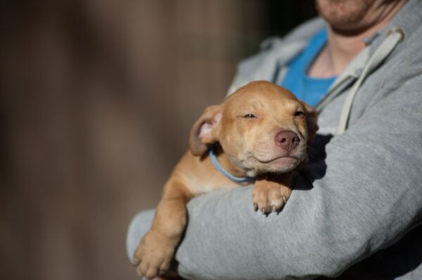 Red american pitbullterrier puppy for sale
