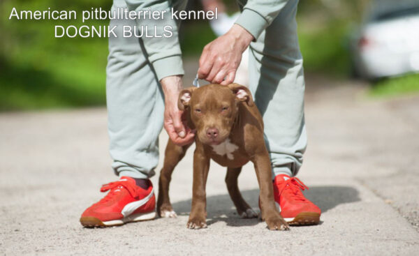 American pitbullterrier