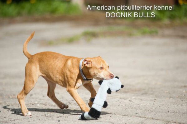 Rednose american pitbull terrier puppy