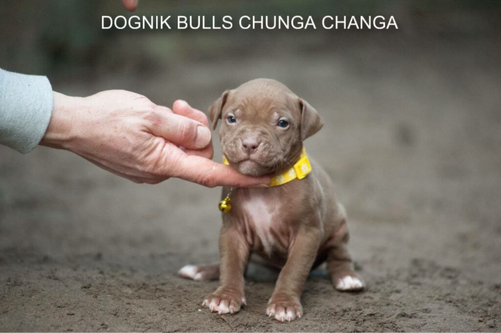 Pitbullterrier puppy Dognik Bulls Chunga Changa