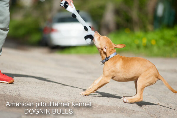 Rednose american pitbull terrier puppy
