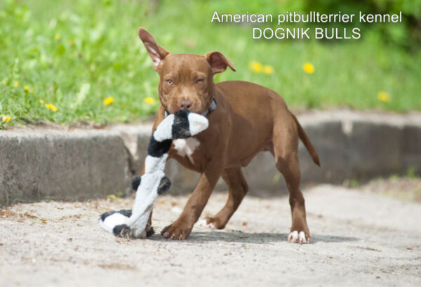American pitbullterrier puppy for sale