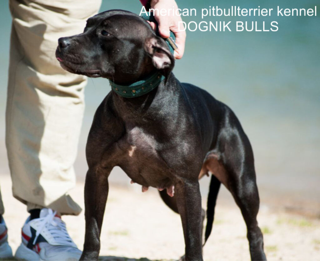 Black american pitbull terrier