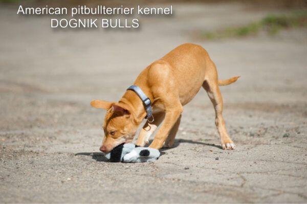 Rednose american pitbull terrier puppy