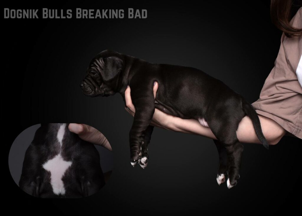 Pitbull Dognik Bulls Breaking Bad