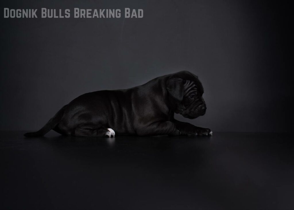 Pitbull Dognik Bulls Breaking Bad