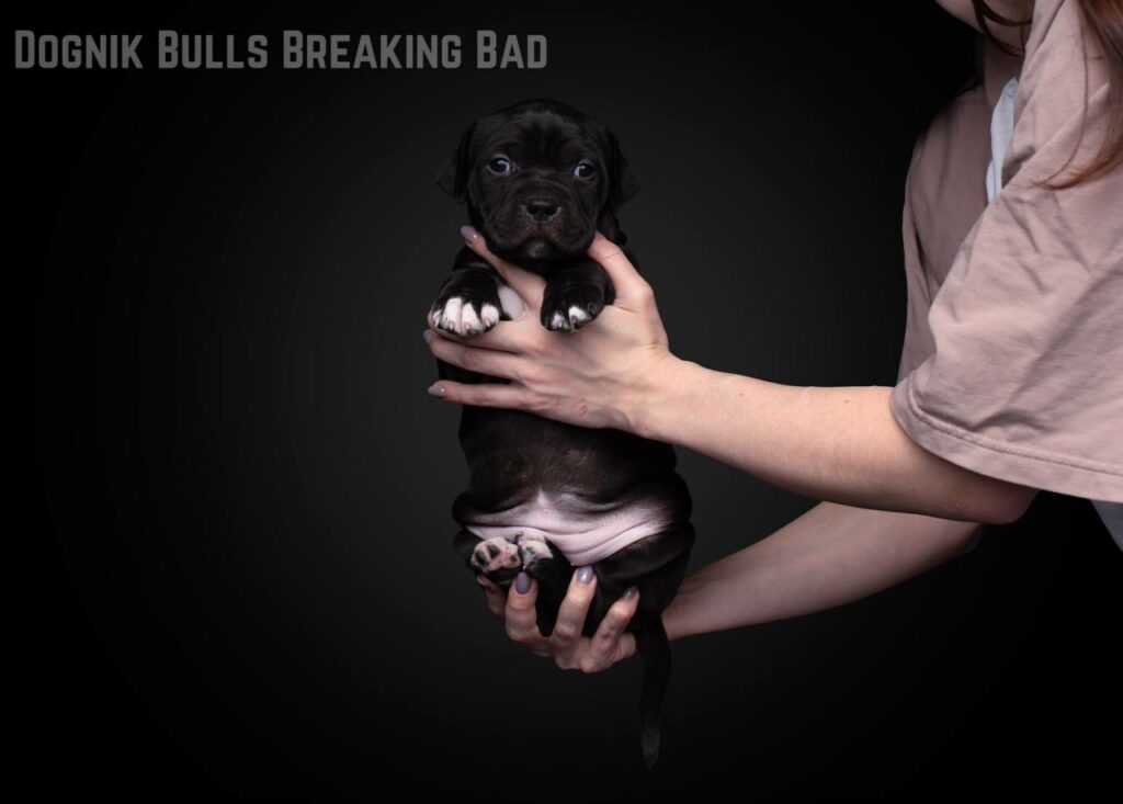 Pitbull Dognik Bulls Breaking Bad