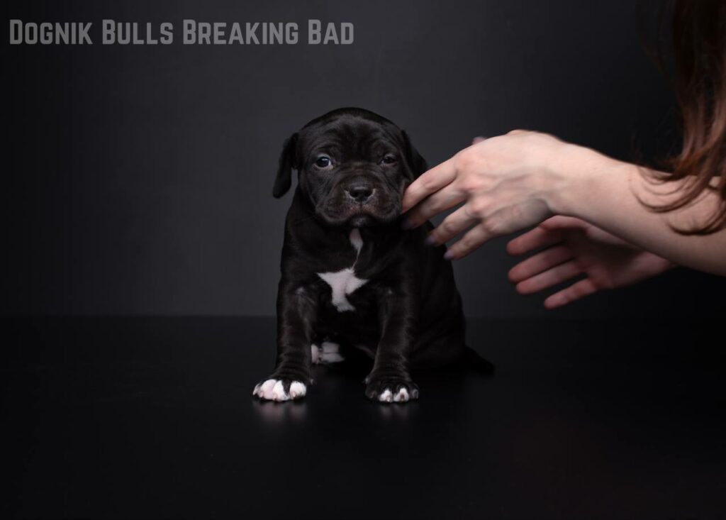 Pitbull Dognik Bulls Breaking Bad