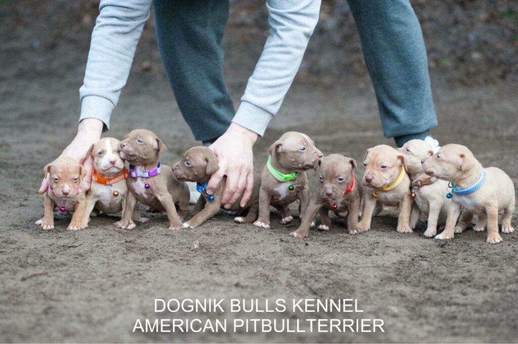American pitbull terrier puppies for sale