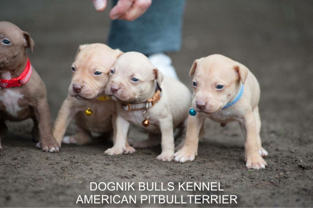 American pitbull terrier puppies for sale