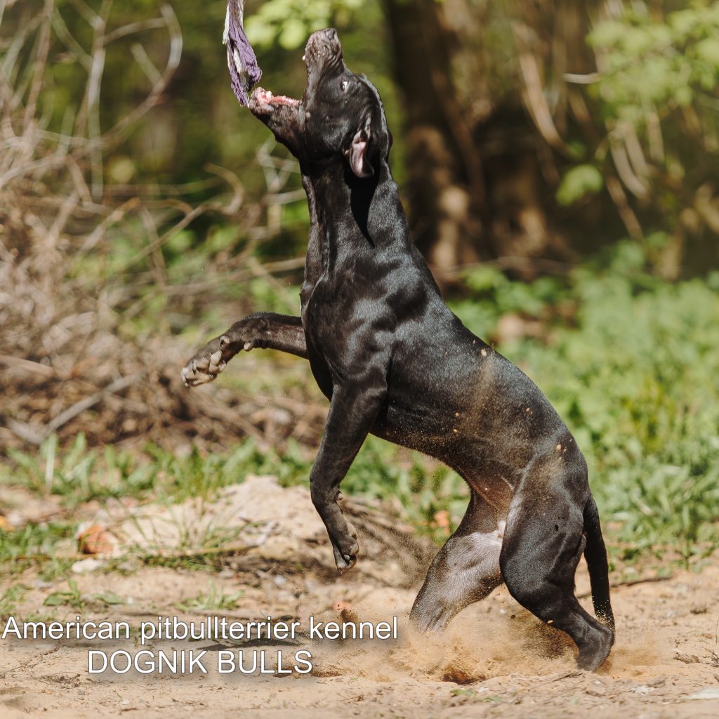 Pitbull terrier Dognik Bulls Breaking Bad