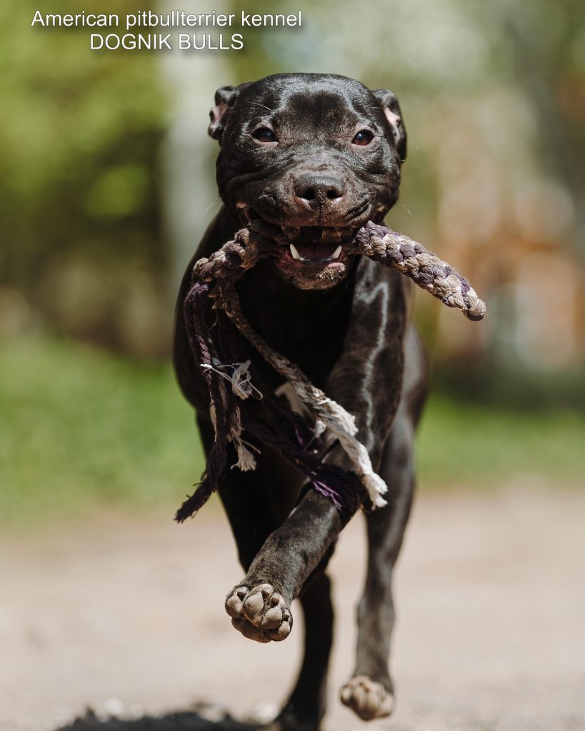 Pitbull terrier Dognik Bulls Breaking Bad