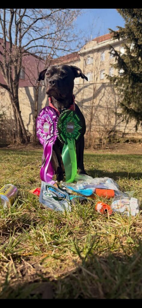 the real sport american pitbull terrier Dognik Bulls Hell's Hayley. Lives in Czech Republic