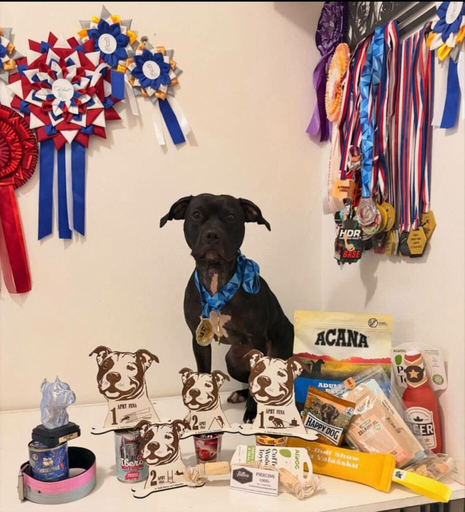 the real sport american pitbull terrier Dognik Bulls Hell's Hayley. Lives in Czech Republic