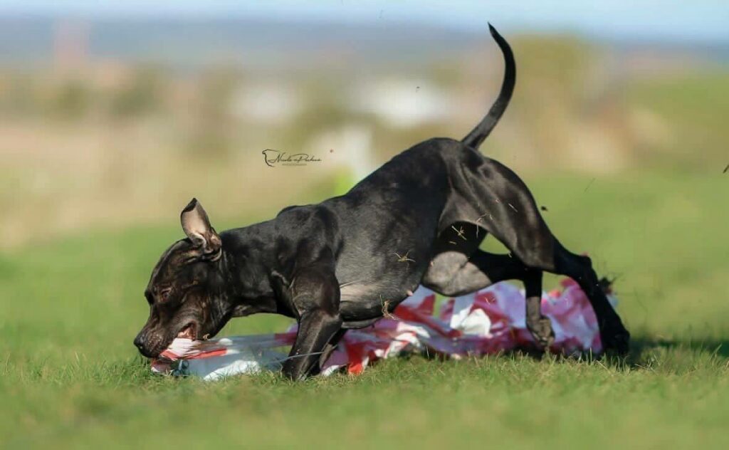 the real sport american pitbull terrier Dognik Bulls Hell's Hayley. Lives in Czech Republic