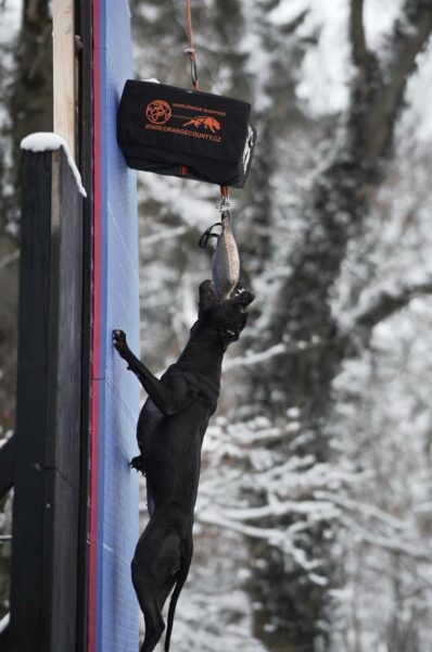 American pitbull terrier Dognik Bulls Breaking Bad. Pitbull kennel Dognik Bulls, ADBA registration