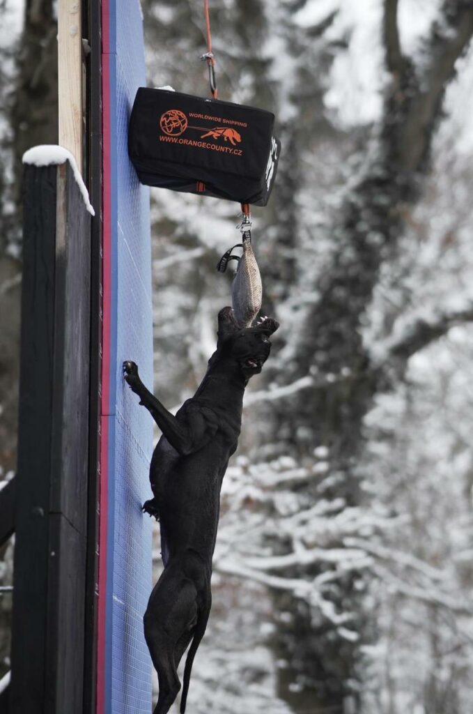 American pitbull terrier Dognik Bulls Breaking Bad. Pitbull kennel Dognik Bulls, ADBA registration