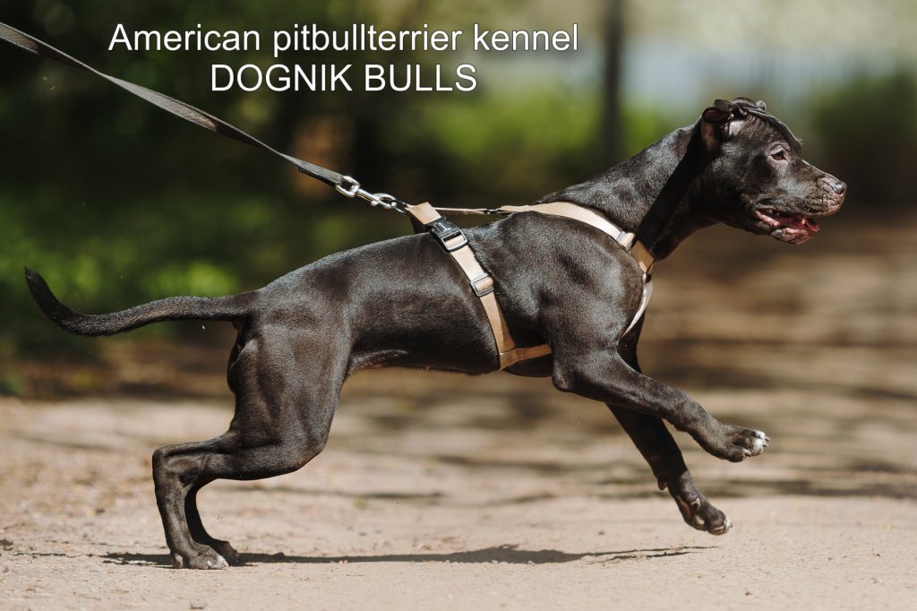 Pitbull terrier Dognik Bulls Breaking Bad