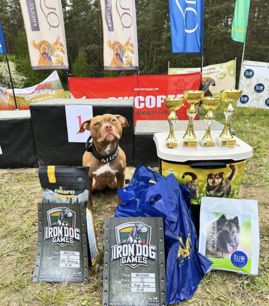 American pitbullterrier Dognik Bulls Arizona