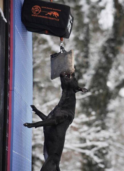 American pitbull terrier Dognik Bulls Breaking Bad. Pitbull kennel Dognik Bulls, ADBA registration