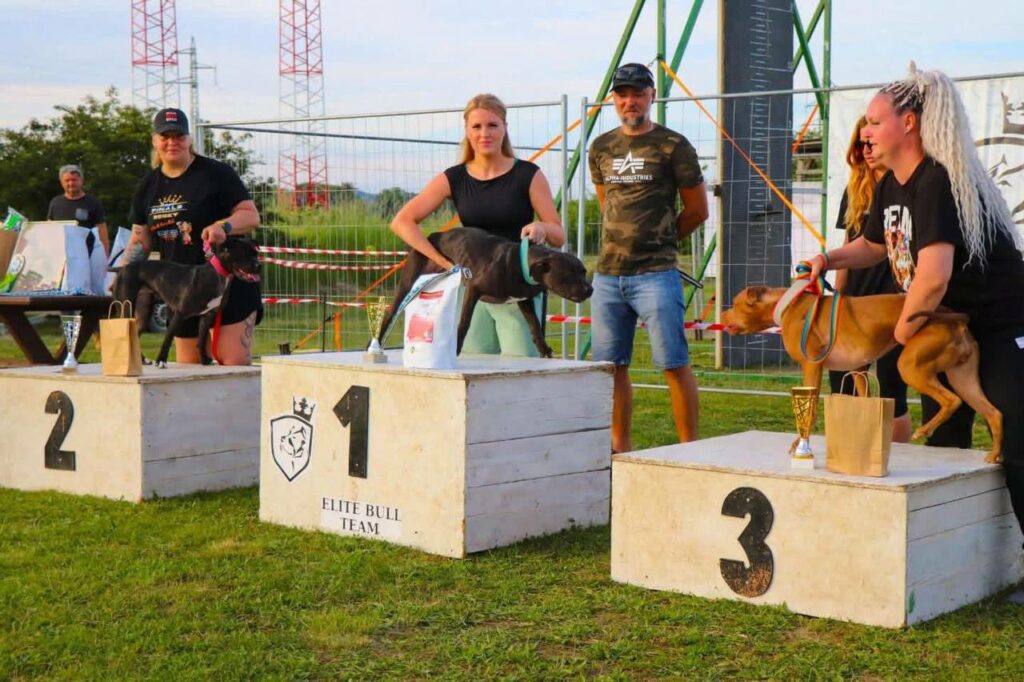 the real sport american pitbull terrier Dognik Bulls Hell's Hayley. Lives in Czech Republic