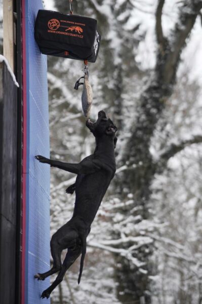 American pitbull terrier Dognik Bulls Breaking Bad. Pitbull kennel Dognik Bulls, ADBA registration