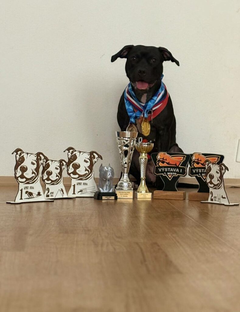 the real sport american pitbull terrier Dognik Bulls Hell's Hayley. Lives in Czech Republic