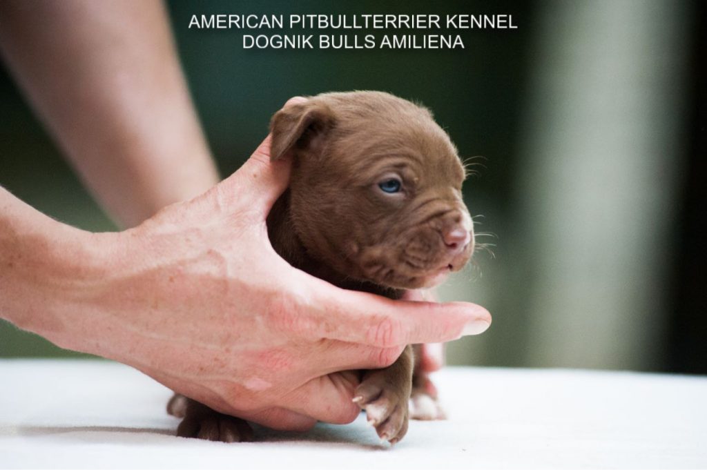 Pitbull puppy for sale Dognik Bulls Amiliena