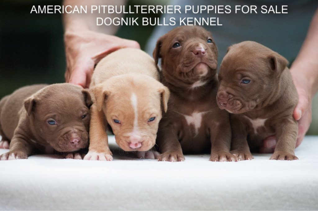 American pitbullterrier puppy