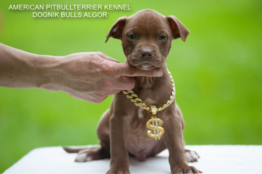 American pitbull terrier